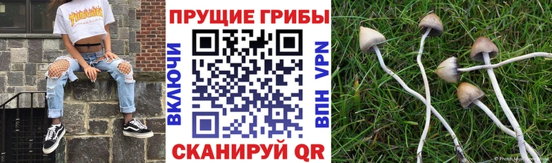 shop клад  магазин  наркотиков  Тулун  Галлюциногенные грибы мухоморы 